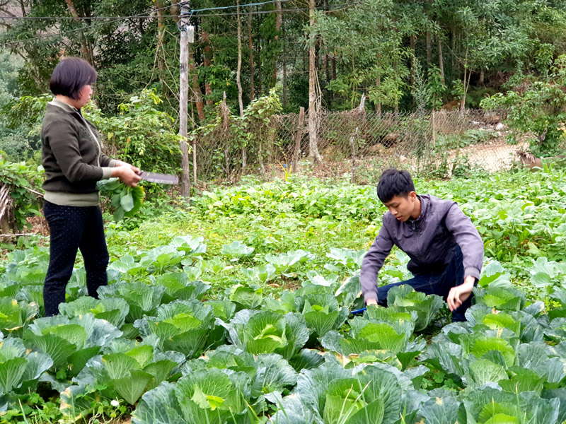 Triều Khánh Ninh, ở thôn Hua Cầu, xã Phong Dụ, huyện Tiên Yên tích cực giúp mẹ chăm sóc vườn rau trước ngày lên đường nhập ngũ.