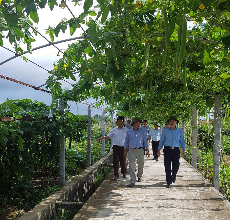 Hiện nay huyện Hải Hà đang triển khai xây dựng 240 vườn 
