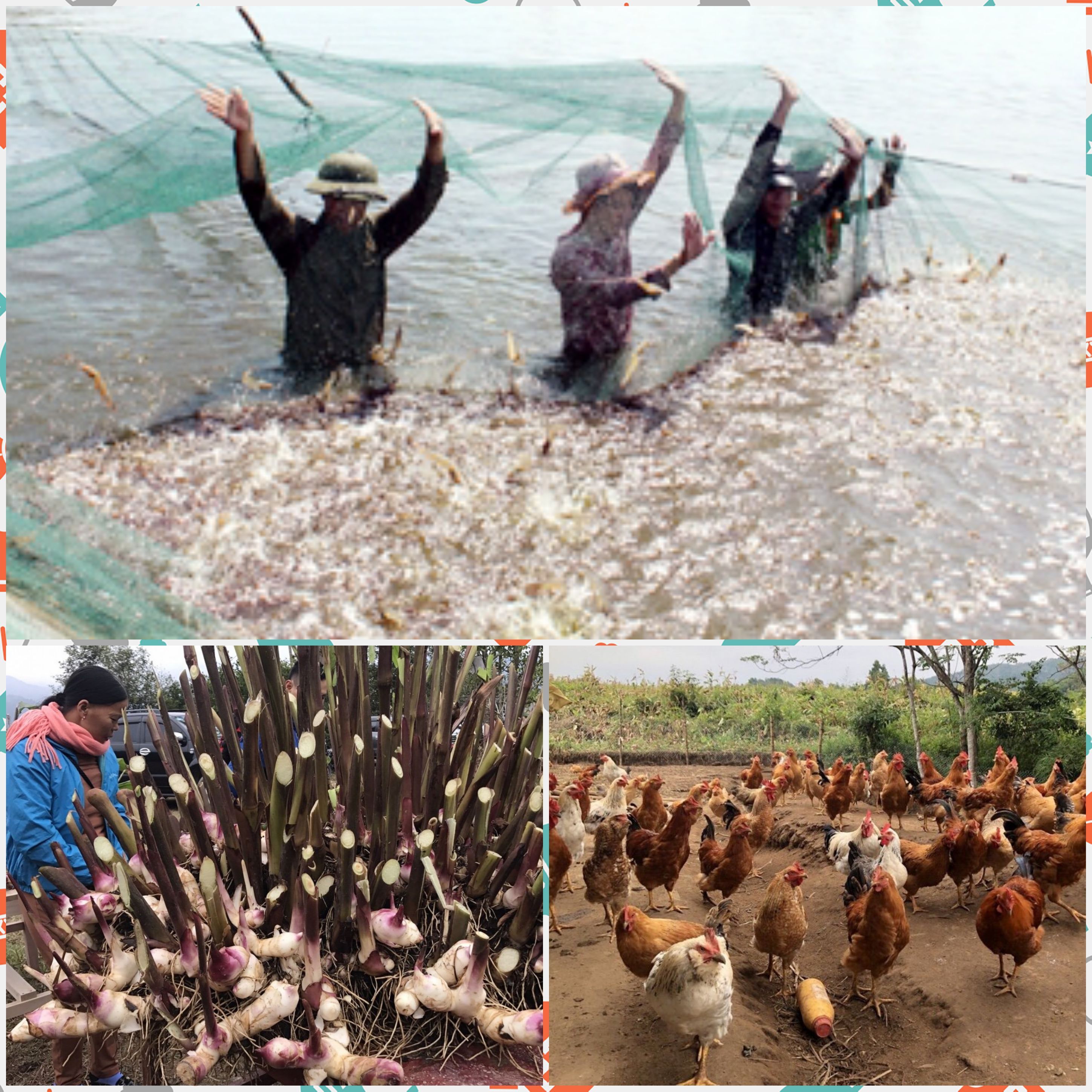 Hiện Tiên Yên đã hình thành vùng sản xuất tập trung nuôi tôm thẻ chân trắng, trồng cây dong riềng và chăn nuôi gà bản địa