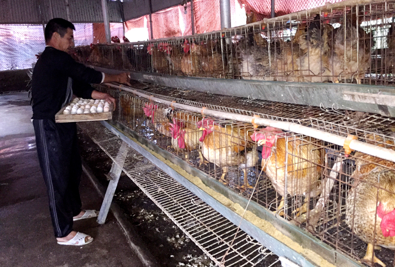 Mô hình nuôi gà lấy trứng ở thôn Tân Hòa, xã Quảng Tân