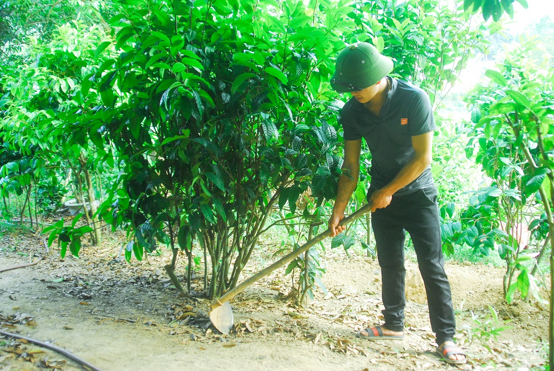 Từ Dự án trồng cây trà hoa vàng triển khai giai đoạn 2013-2016, hiện xã Đồn Đạc là vùng trồng nhiều nhất huyện với 40ha.
