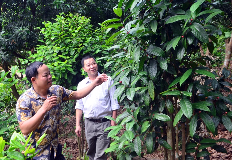 Nhờ chính sách hỗ trợ nhà nước, nhiều người dân trên địa bàn huyện Ba Chẽ đã đầu tư trồng phát triển cây trà hoa vàng đem lại hiệu quả kinh tế cao. (Ảnh: