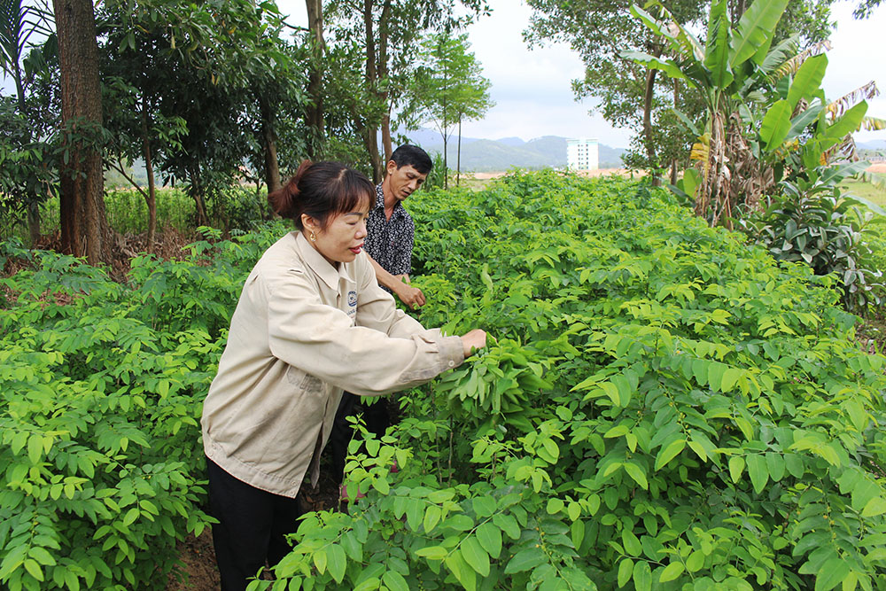 Với diện tích 4 sào chuyên canh rau ngót, gia đình chị Vân cho thu nhập trung bình 50 triệu đồng/ năm.