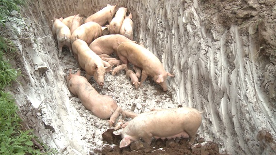 Lợn bị nhiễm dịch tả lợn châu Phi được tiêu hủy bằng cách đào hố chôn lợn, rắc vôi bột, phun thuốc tiêu độc khử trùng