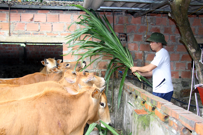 Ngoài trà hoa vàng, anh Minh hiện đang phát triển mô hình nuôi bò, trồng rừng và đào ao thả cá.
