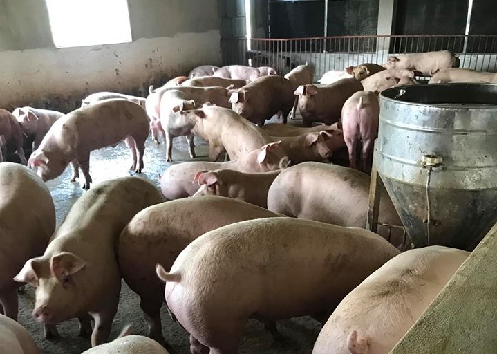 Tổ chức kiểm soát chặt chẽ việc buôn bán, giết mổ, vận chuyển lợn, sản phẩm lợn ra khỏi địa bàn cấp tỉnh có dịch bệnh - Ảnh: VGP/Đỗ Hương