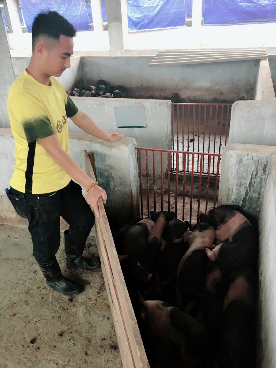 Người chăn nuôi xã Quảng Long, huyện Hải Hà thường xuyên kiểm tra, nhận biết tình hình đàn lợn nuôi để phòng, tránh dịch bệnh