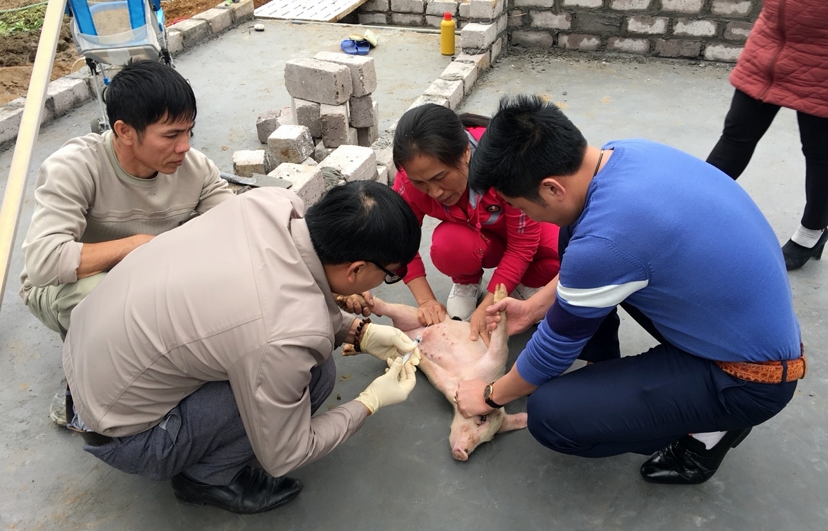 Hộ gia đình ông Nguyễn Trọng Cường, xã Bình Khê, TX Đông Triều tiêm phòng vắc xin cho đàn lợn nuôi