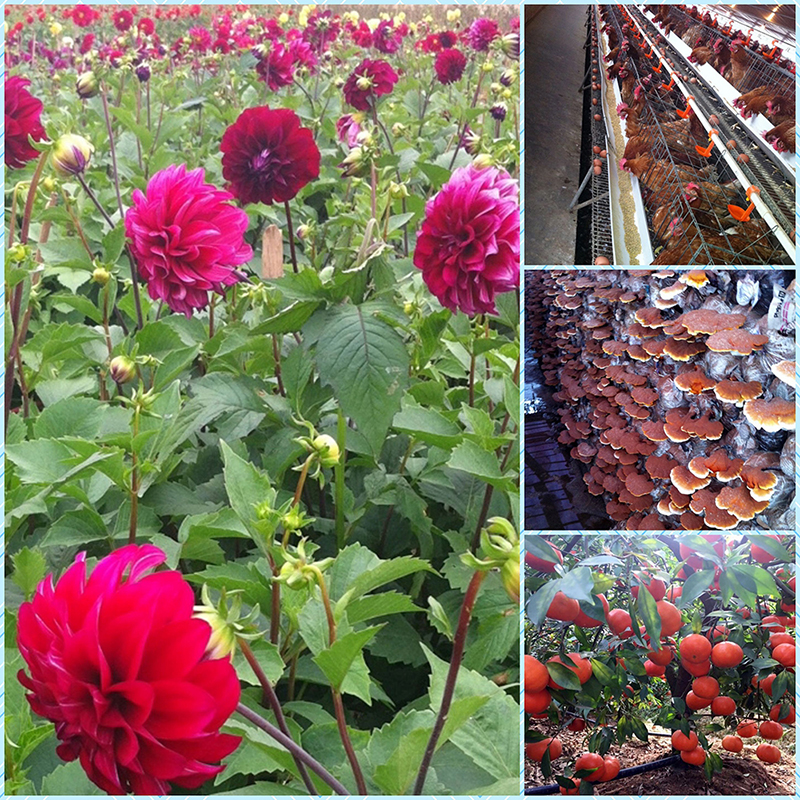 Hoa tươi, nấm lim, cam canh và gà bản địa, những nông sản giá trị của huyện Hoành Bồ