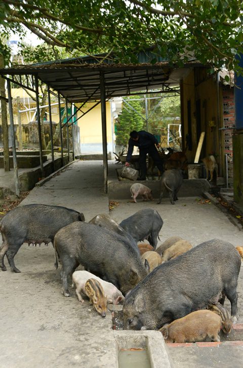 Ngoài giờ tuần tra, tập luyện, bộ đội tranh thủ tăng gia sản xuất, chăm sóc đàn lợn rừng.