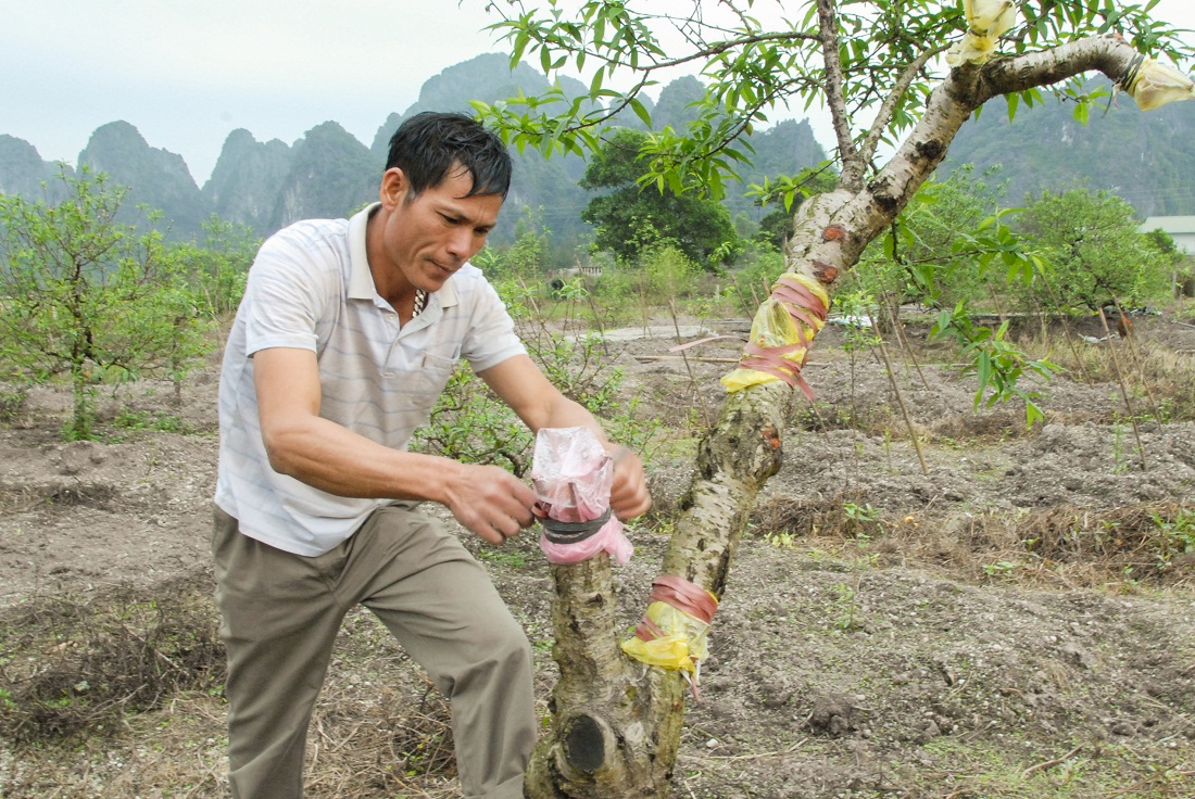 Có kinh nghiệm 20 năm trồng đào, anh Lê Văn Quyền rất thành thục các thao tác cắt tỉa, ghép chồi cho cây đào.