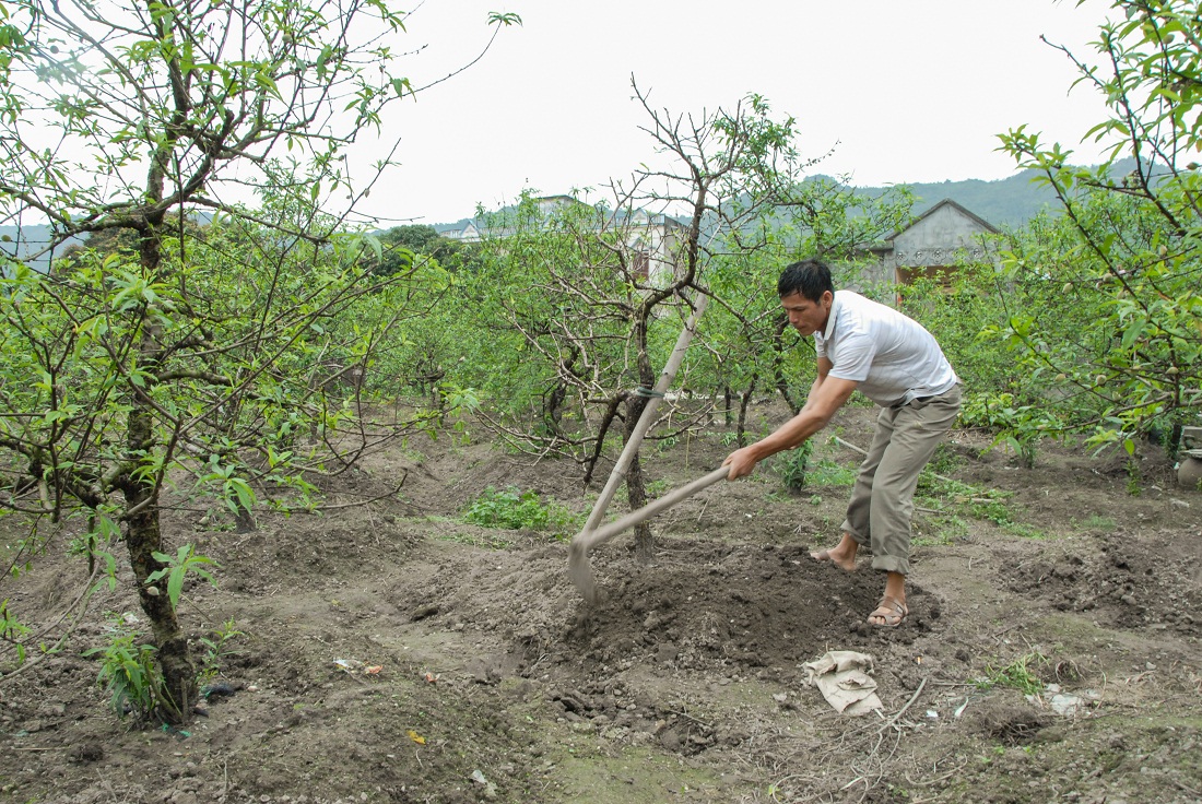 Những gốc đào cho thuê trong dịp tết được anh Lê Văn Quyền thu lại vườn, kỳ công chăm sóc.