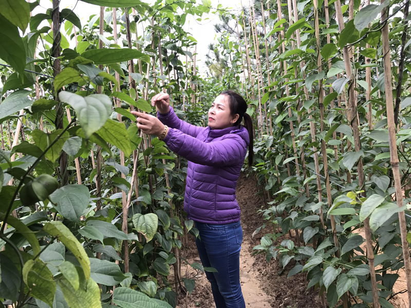 Vườn cây dược liệu của HTX Nông nghiệp hữu cơ An Lộc Quảng Nghĩa, TP Móng Cái là nguyên liệu để sản xuất trà và thức ăn chăn nuôi lợn. 