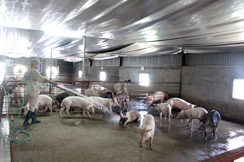 Trang trại chăn nuôi, sản xuất lợn tập trung ở thôn 8, xã Sông Khoai, TX Quảng Yên (Phòng nghiệp vụ NTM, Ban xây dựng NTM cung cấp).