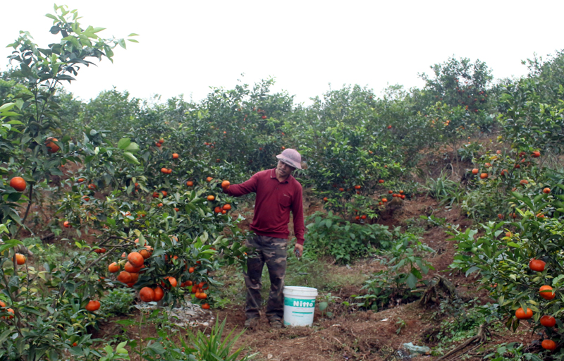 Mô hình trồng cam đang mang lại thu nhập trên 100 triệu đồng/năm cho nhiều hộ dân xã Quảng Thành.