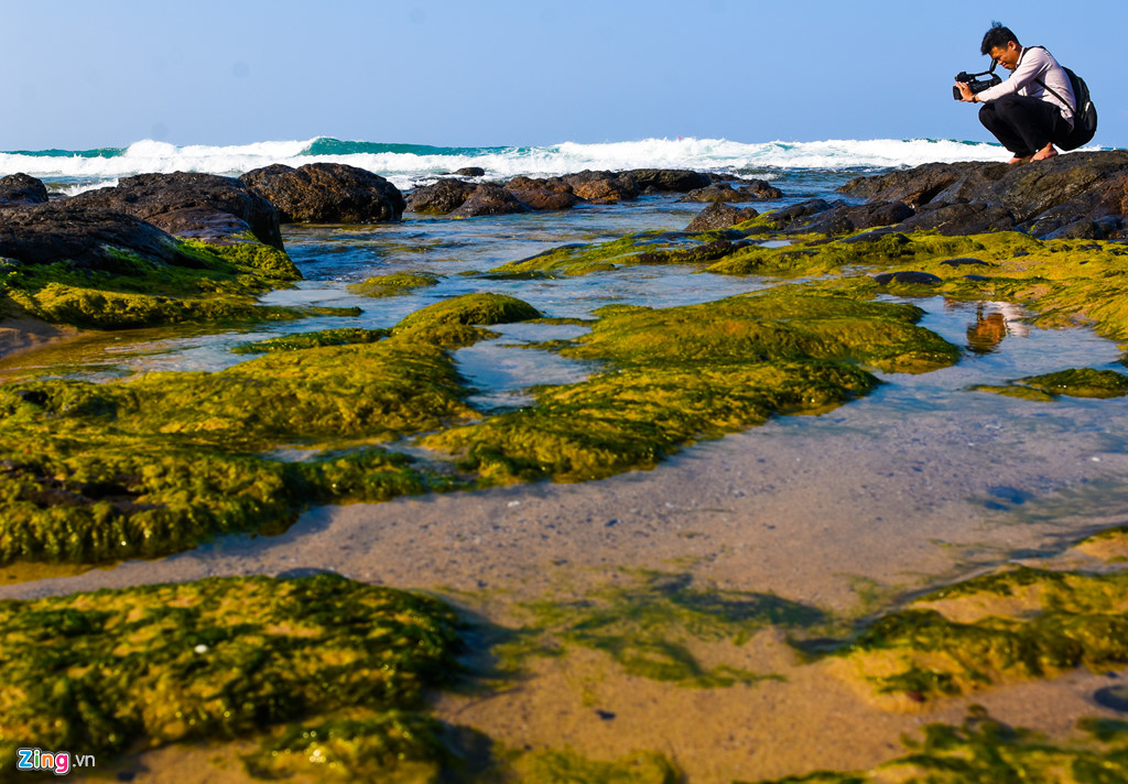  Bãi đá trầm tích núi lửa phủ kín rêu xanh trải dọc ven bãi biển Lệ Thủy (xã Bình Trị, huyện Bình Sơn) thu hút nhiều 