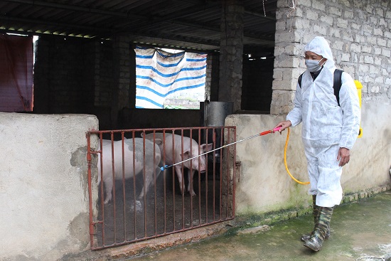 Để ngăn chặn dịch lợn tả lợn Châu Phi, ông Đinh Công Hữu (xã Hiệp Hòa, TX Quảng Yên) thường xuyên phun tiêu độc, khử trùng chuồng trại chăn nuôi lợn. Ảnh Ánh Tuyết CTV