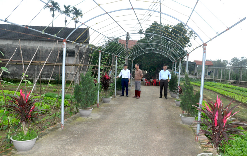 Cán bộ xã Quảng Ninh kiểm tra các mô hình vườn mẫu tại thôn 4, xã Quảng Minh (Hải Hà). Ảnh: Thu Nguyệt