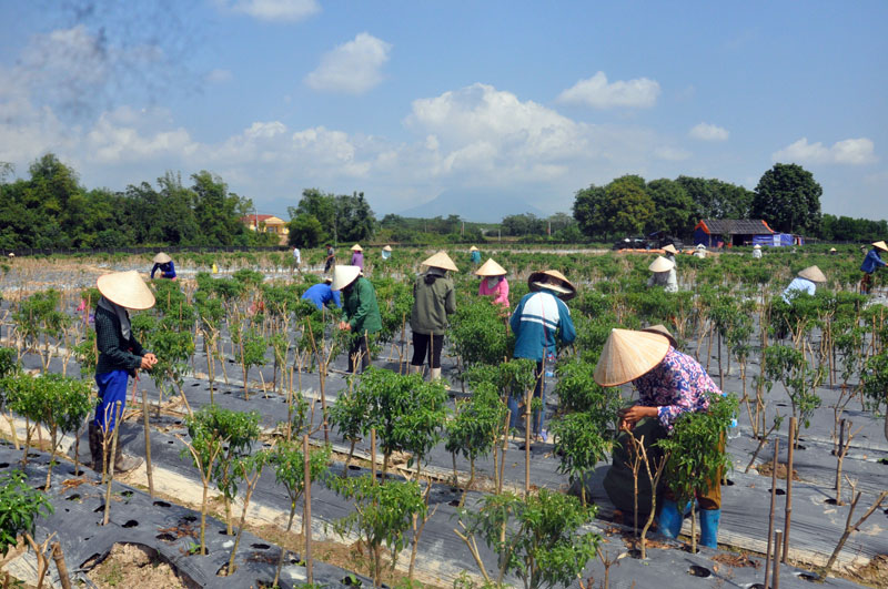 Mô hình sản xuất ớt xuất khẩu cho hiệu quả kinh tế cao ở Đại Bình.