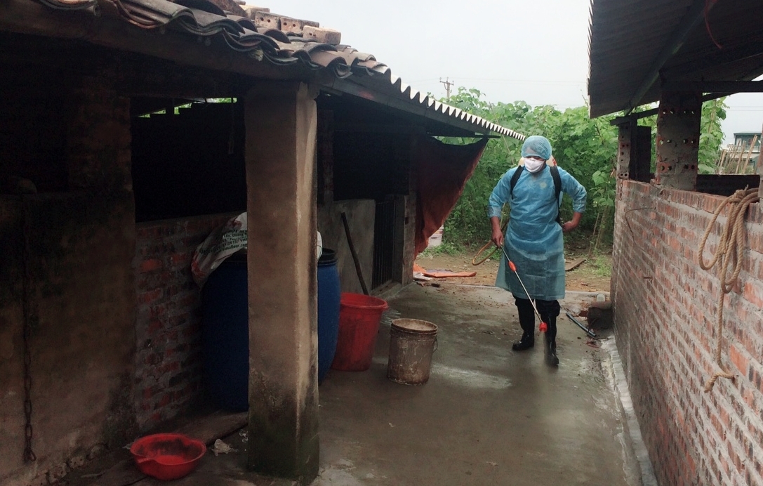 Riêng huyện Hải Hà, cùng với kiểm soát chặt tại cửa khẩu Bắc Phong Sinh, các lực lượng chức năng huyện cũng đã tiến hành phun hóa chất tiêu độc, khử trùng được đến 70% số hộ chăn nuôi trên địa bàn.