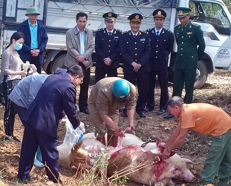 Tiêu hủy 375 kg lợn sống bắt giữ tại xã Hoành Mô, huyện Bình Liêu ngày 27/1/2019.