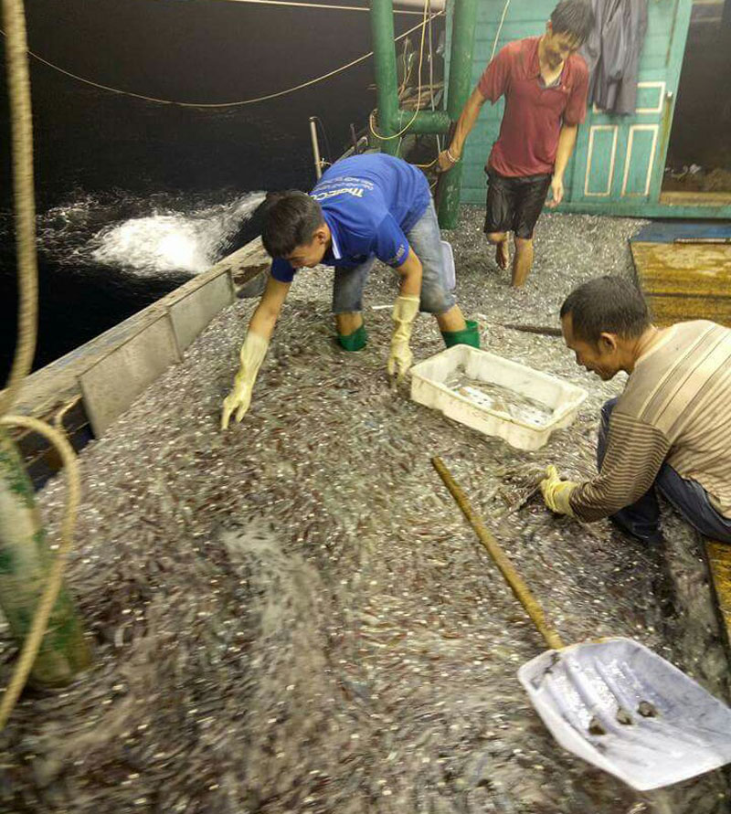 Do những tháng đầu năm, sản lượng mực khá cao, một mẻ lưới tàu của anh Lê Quý Trọng, Nghiệp đoàn Nghề cá xã Tiến Tới thu được hơn 2 tấn mực, cho thu nhập hàng trăm triệu đồng.