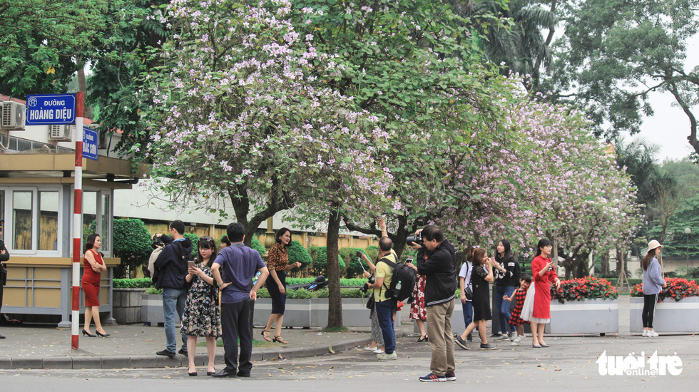 Từ cuối tháng 2 đầu tháng 3, con đường hoa ban tại Bắc Sơn không lúc nào vắng du khách - Ảnh: NGUYỄN HIỀN