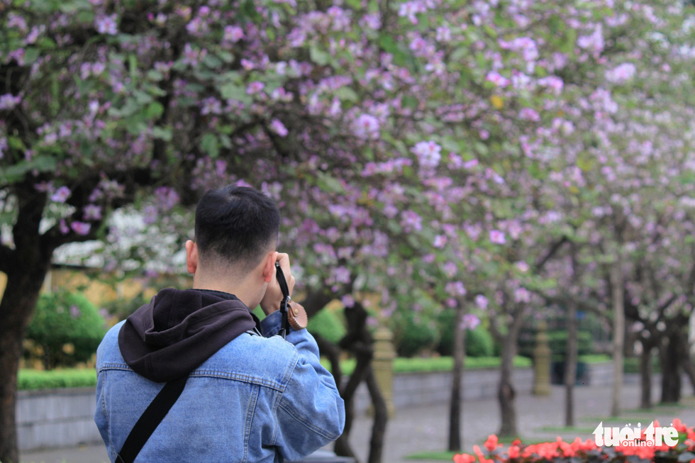 Mỗi mùa hoa ban về, Nguyễn Dương Định (25 tuổi) lại đến tìm để có những bức ảnh đẹp- Ảnh: NGUYỄN HIỀN