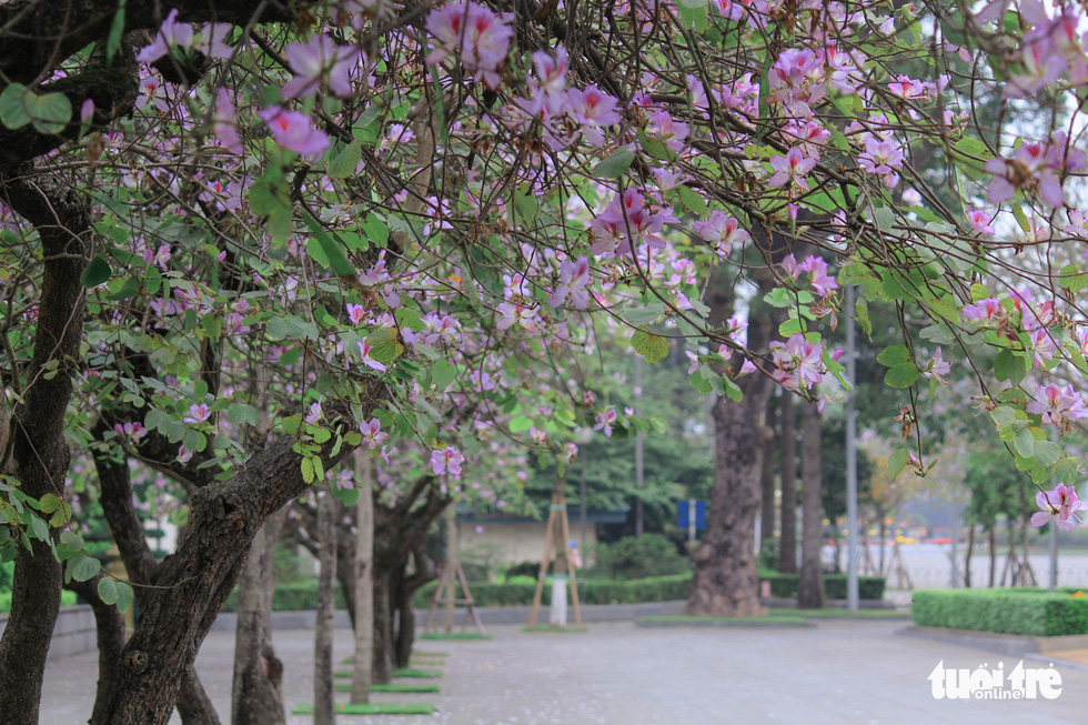Tại đường Bắc Sơn, hoa ban được trồng thành hàng bao quanh Đài tưởng niệm Liệt sĩ Bắc Sơn - Ảnh: NGUYỄN HIỀN