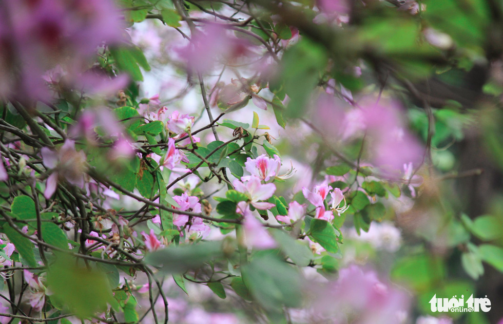 Loài hoa của núi rừng rực rỡ trong những ngày cuối xuân tại Hà Nội - Ảnh: NGUYỄN HIỀN