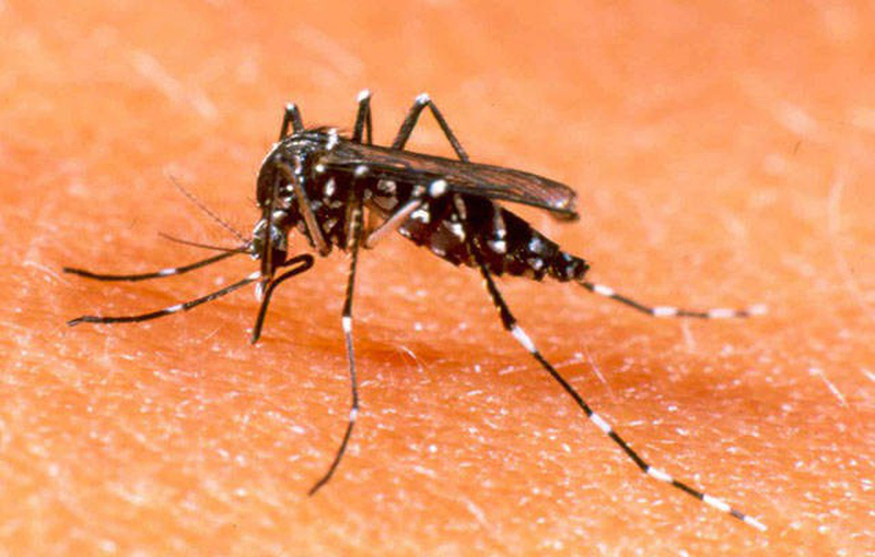Loài muỗi Aedes truyền vi rút Dengue gây bệnh sốt xuất huyết 
