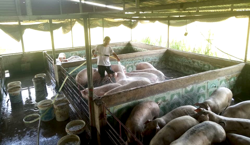 Mô hình chăn nuôi lợn tập trung ở xã Quảng Long đang mang lại nguồn lợi kinh tế cho các hộ dân trong xã. Ảnh: Thái Hà (TTTT-VH Hải Hà)