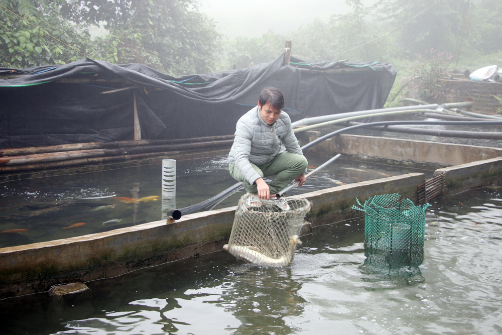 Anh Dường Căm Hếnh kiểm tra chất lượng cá tại bể nuôi cá tầm thôn Khe Tiền.