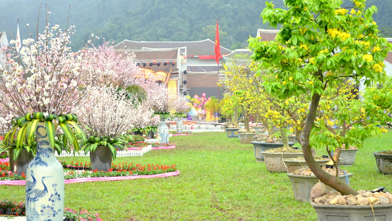 Con đường hoa được tạo nên từ hoa Anh đào và Mai vàng Yên Tử.