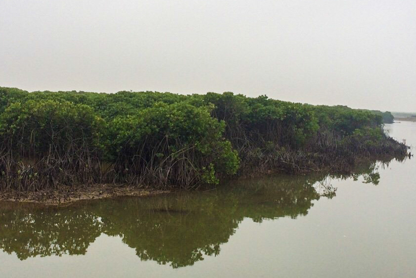 Xã Quảng Phong (huyện Hải Hà) hiện có hơn 200ha rừng ngập mặn, trải dài 7km đường bờ biển.