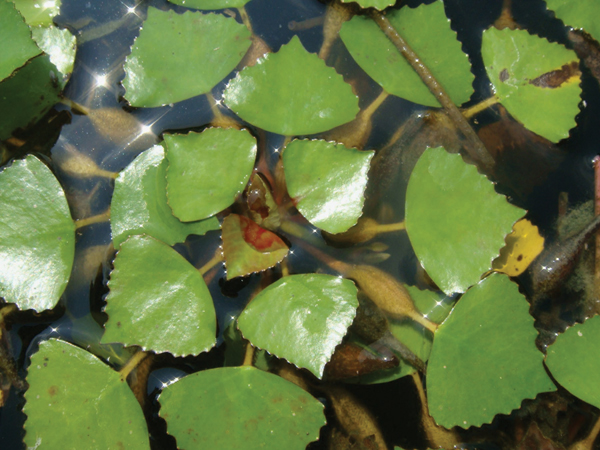 Cây ấu