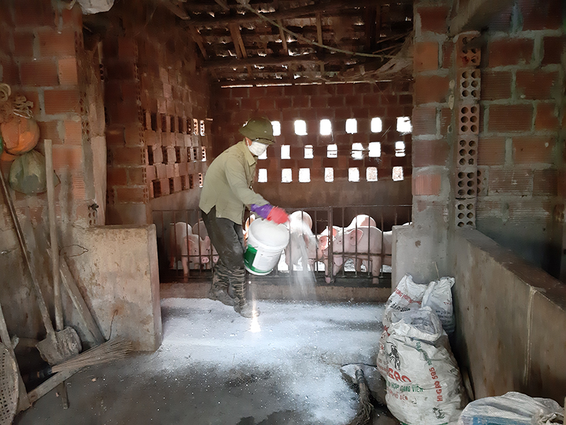 Ngay sau khi nhận vôi bột được cấp, hộ gia đình ông Nguyễn Văn Thủy, thôn 2, xã Hiệp Hòa đã triển khai ngay khử trùng khu vực chăn nuôi, phòng chống đối với dịch tả lợn Châu Phi, đảm bảo sự an toàn cho đàn lợn của gia đình.