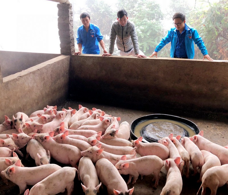 Anh Dũng đang kiểm tra mô hình chăn nuôi lợn thương phẩm tại xã Húc Động của hội viên Vi A Tình trong CLB khởi nghiệp Bình Liêu