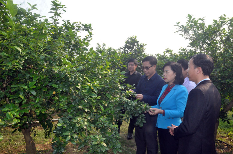 Giám sát việc triển khai các cơ chế hỗ trợ phát triển sản xuất tại thôn Hải Đông, xã Quảng Thành.