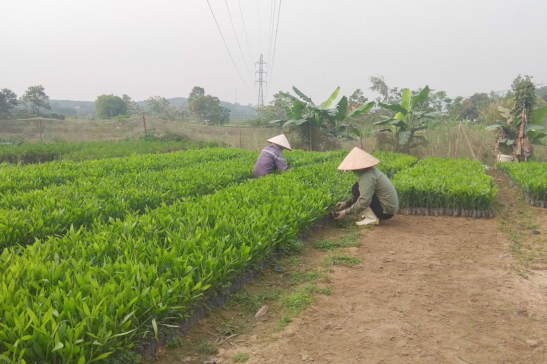 Phát huy tốt nguồn vốn vay, nhiều hộ dân xã Lê Lợi đã có thu nhập khá bằng mô hình đầu tư ươm giống cây keo tai tượng, vừa bán cây con, vừa trồng trên diện tích rừng của gia đình.