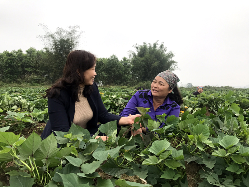 Hội nông dân xã Hải Lạng, huyện Tiên Yên hướng dẫn người dân kỹ thuật trồng khoai lang. 
