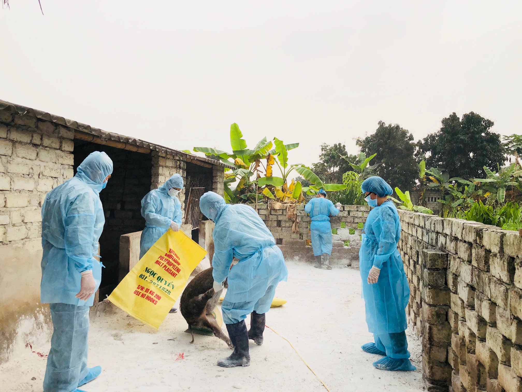Lực lượng chức năng tiến hành tiêu hủy toàn bộ đàn lợn nhiễm dịch tại TP Uông Uông Bí