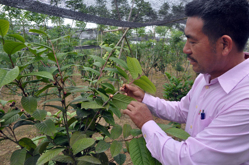 Vườn trà hoa vàng hơn 10.000 gốc của gia đình anh Lê Mạnh Quy, thôn 5, xã Quảng Minh bước đầu đã cho thu nhập.