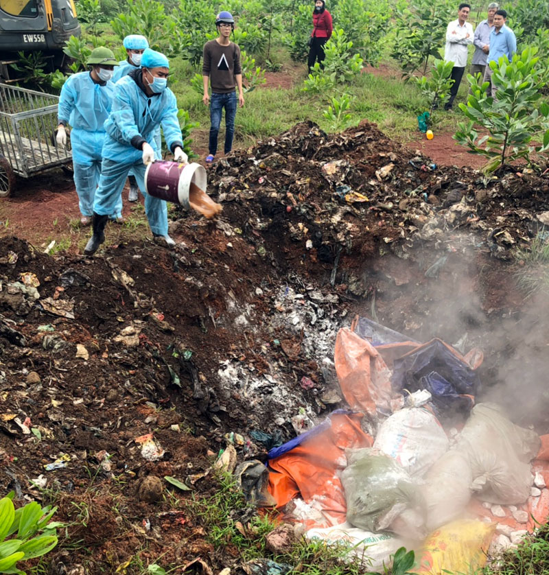 Lực lượng chức năng huyện Hải Hà đã sử dụng 5 lít hóa chất, 100 kg vôi củ và 100 kg vôi bột để tiêu hủy lợn bệnh.