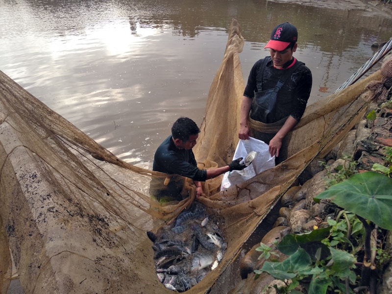 Thu hoạch cá rô phi tại ao nuôi của gia đình ông Nguyễn Trung Cường