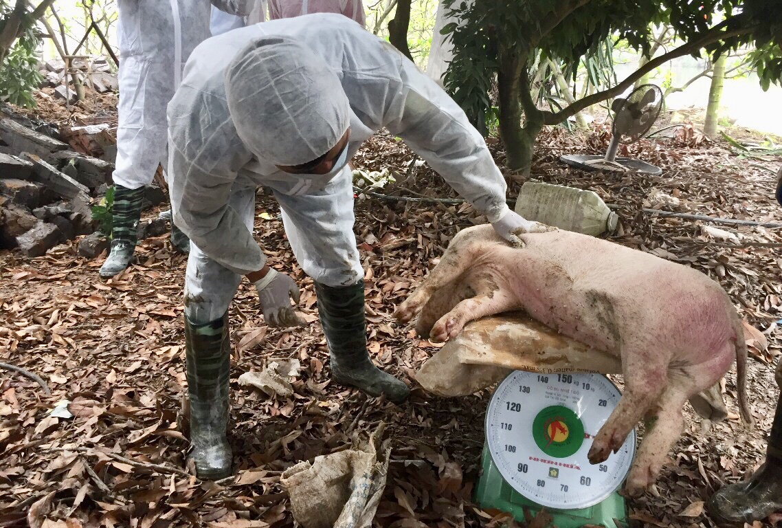 Lợn chết vì bệnh dịch tả lợn Châu Phi được cân để người chăn nuôi nhận hỗ trợ thiệt hại. Ảnh: Phạm Tăng