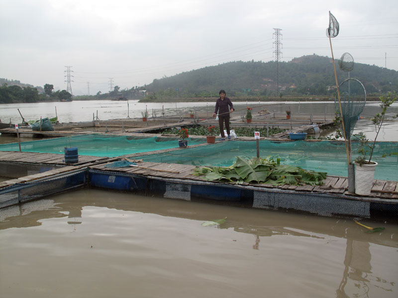 Nông dân Đông Triều nuôi cá lồng bè trên sông.