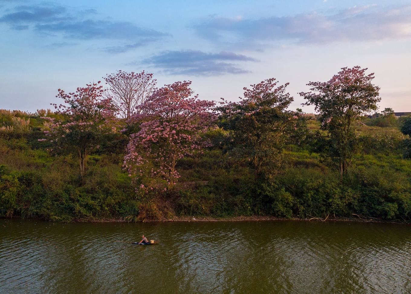 Sau mùa hoa mai anh đào và phượng vàng, thành phố Bảo Lộc đang được tô điểm bởi sắc hoa hồng phấn. Nơi trồng loài cây này nhiều nhất nằm ở khu vực bờ đông của hồ Nam Phương.