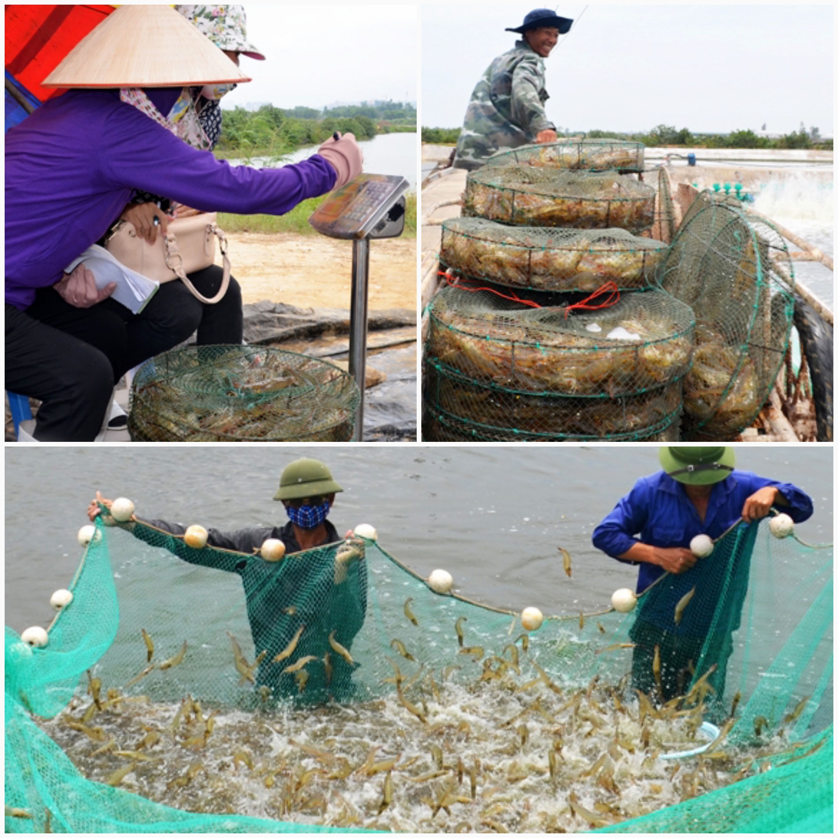 Nghề nuôi tôm nước lợ của Quảng Ninh hiện mang lại doanh thu gần 2.500 tỷ mỗi năm