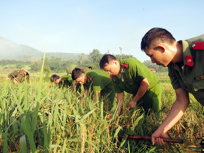 Lực lượng vũ trang huyện Ba Chẽ giúp nhân dân thu hoạch lúa vụ mùa. Ảnh: Tuấn Hương.